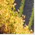 Merryvale Vineyards banner